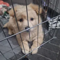 سگ پامرخرسی