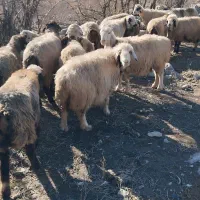 میش داشتی|حیوانات مزرعه|شیراز, هفت تنان|دیوار