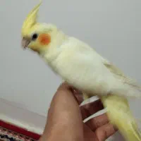 عروس هلندی|پرنده|دورود, |دیوار