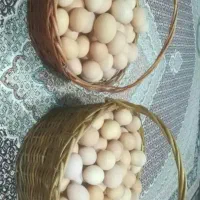 فروش تخم مرغ محلی ارگانیک و تخم بلدرچین