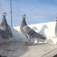 کفتر آلمانی