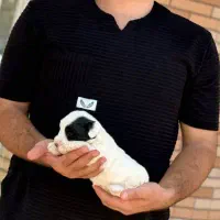 سگ پاکوتاه|سگ|پاکدشت, پاکدشت (مامازند)|دیوار