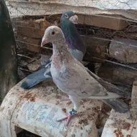 کبوتر هفترنگ و طوقی و سبز|پرنده|سبزوار, رباط|دیوار