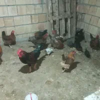 مرغ محلی|حیوانات مزرعه|آزادشهر, |دیوار