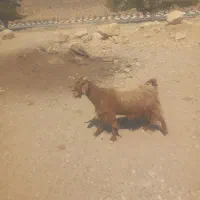 فروش ۲ راس بز جوان ابستن|حیوانات مزرعه|نی‌ریز, |دیوار