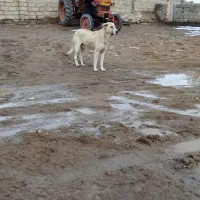 فروش|سگ|شاهین دژ, |دیوار