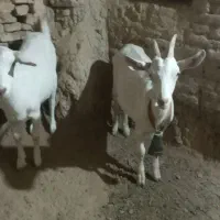 دو عدد غیریت سانن|حیوانات مزرعه|میبد, |دیوار