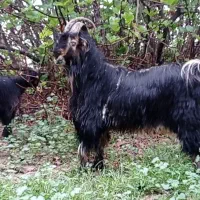 چکل ترکی دو ساله