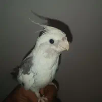 آلبینو دوکت عروس هلندی