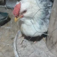 مرغ گلین طوسی درحمیدیه