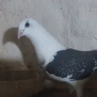 پشتی گراف هفت‌رنگ|حراج|اسفراین, |دیوار