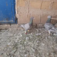 کبوتر|پرنده|تاکستان, |دیوار