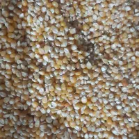 ذرت پفیلایی درجه ۱ به شرط میفروشم