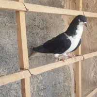 کبوتر خوشرنگ نر
