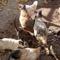 مرغ وخروس محلی