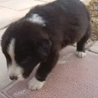 واگذاری توله نر قدرجونی|سگ|باقرشهر, |دیوار