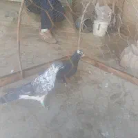 کفتر|پرنده|شیروان (خراسان), |دیوار