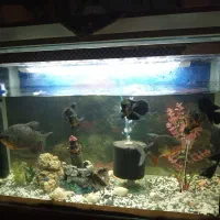 آکوریم با تمام وسایل|ماهی|زابل, |دیوار