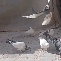 ۸عدد کبوتر طهرانی|پرنده|فرخ‌شهر, |دیوار