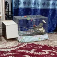 یک جفت عروس هلندی م