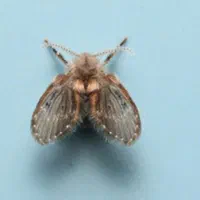 سمپاشی منزل سم پاشی ساس100درصد تضمینی|خدمات نظافت|گرگان, |دیوار