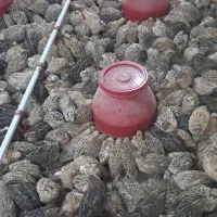 بلدرچین گوشتی