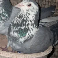 گلین ماده