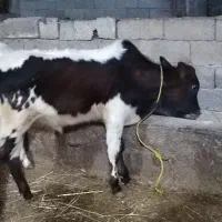 دو تا گوساله نر|حیوانات مزرعه|آستارا, |دیوار