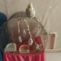 ۱عددعروس هلندی نر