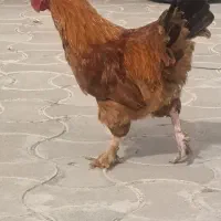 خروس برهما