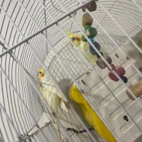 عروس هلندی مولد جوجه دار اهلی سخنگو|پرنده|تبریز, |دیوار