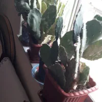 اسباب منزل|موکت|کرمانشاه, |دیوار