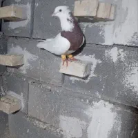 نر طوق سرخ گرفتنی