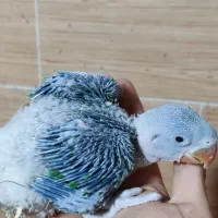 جوجه سرلاکی شاه طوطی