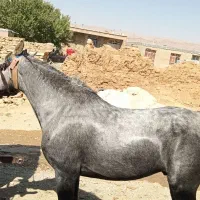 اسب|اسب و تجهیزات اسب‌سواری|بهمن صغاد, |دیوار