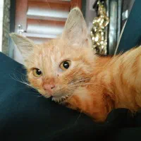 واگذاری گربه