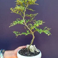 بونسای نارون سیجو ۳ و نیم ساله