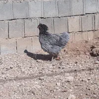 مرغ وخروس گلین|حیوانات مزرعه|بروجن, |دیوار