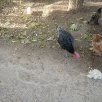 فروش 5عدد مرغ تخم گذار.یک عدد خروس.سه عدد بغلمون|حیوانات مزرعه|اشترینان, |دیوار