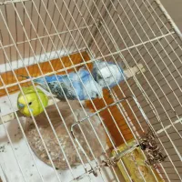 مرغ عشق پروانه‌ای