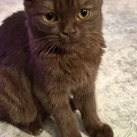 گربه بریتیش شورت هیر