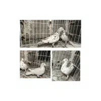 کبوتر پلاکی