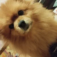 معاوضه یا فروش پامرخرسی بو فیس|سگ|سیرجان, |دیوار