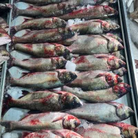 ماهی فیتو ازاد بیگهد درشت