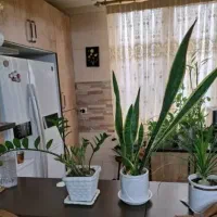 45-متر-تک-واحدی-طبقه-دوم-کمیل-کارون