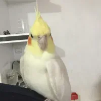 گمشده عروس هلندی|حیوانات|اندیمشک, |دیوار