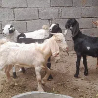 بز ۵ عدد نر اوماده|حیوانات مزرعه|شادگان, |دیوار