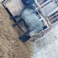 بره نر  قوچی