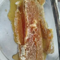 عسل  کندو اصل اصل به شرط