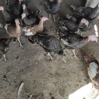 فروش بوقلمو|حیوانات مزرعه|بهارستان, |دیوار